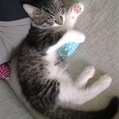 Blanding af racer <3 Toulouse <3