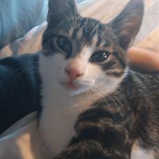 Blanding af racer Tulle'Mis . :). (R.i.p)