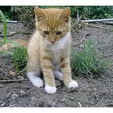 Blanding af racer Frk. Tilde