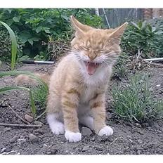 Blanding af racer Frk. Tilde