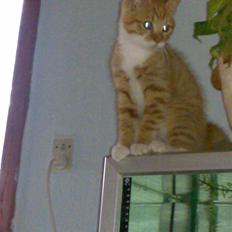 Blanding af racer Frk. Tilde