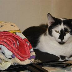 Blanding af racer Komis<3