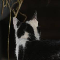 Blanding af racer Komis<3