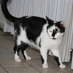 Blanding af racer Komis<3