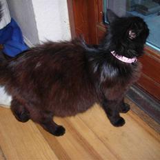 Blanding af racer Chanel