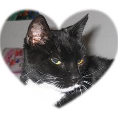 Huskat Pjevs II R.I.P