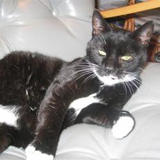 Huskat Pjevs II R.I.P