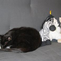 Huskat Pjevs II R.I.P