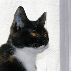 Huskat Sweetheart RIP