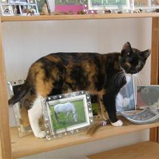 Huskat Sweetheart RIP