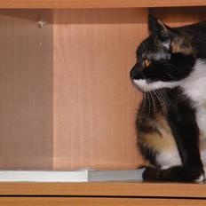 Huskat Sweetheart RIP