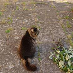 Blanding af racer Jones