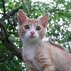 Blanding af racer Garfield