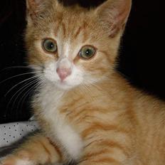 Blanding af racer Garfield