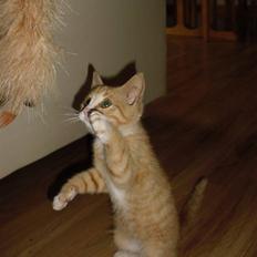 Blanding af racer Garfield