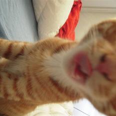 Blanding af racer Carlos