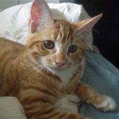 Blanding af racer Carlos