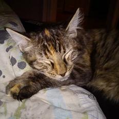 Maine Coon britney