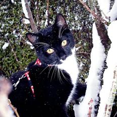 Blanding af racer Joey