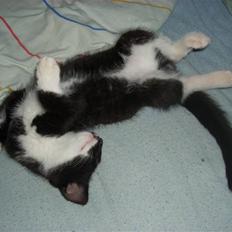 Blanding af racer Joey