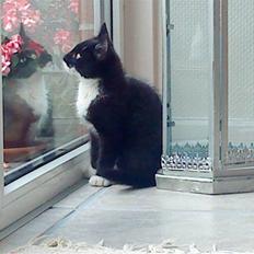 Blanding af racer Joey