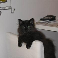 Norsk Skovkat Misser