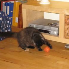 Norsk Skovkat Misser