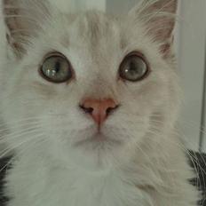 Blanding af racer marco