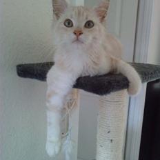 Blanding af racer marco