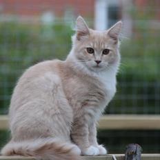 Maine Coon Caia *Flyttet*