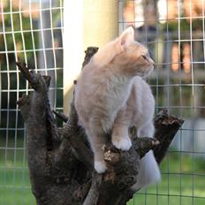 Maine Coon Caia *Flyttet*