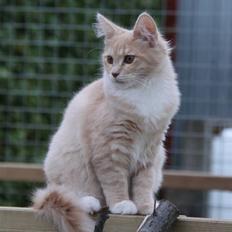 Maine Coon Caia *Flyttet*