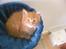 Maine Coon Joe the Bandit (Bandit) - 8 uger gammel :)