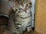 Huskat Hugo-Bugo<3 SOLGT - (3)