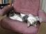 Maine Coon DK Vingsteds DÁngelo
