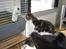 Maine Coon DK Vingsteds DÁngelo