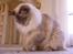 Ragdoll DK Wrensted Garcon Dolly - Det store rovdyr ;o)