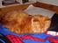 Norsk Skovkat Garfield - 3) Er lige blevet vækket..(:  | © MichelleGreveNielsen 2010 - Intet må kopieres uden min tilladelse! | 
