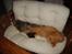 Norsk Skovkat Garfield - 6) Garfield & hans gamle kammerat Mio hygger i "Dyre-sofaen" | © MichelleGreveNielsen 2010 - Intet må kopieres uden min tilladelse! | 