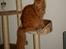 Norsk Skovkat Garfield - 7) .. | © MichelleGreveNielsen 2010 - Intet må kopieres uden min tilladelse! | 
