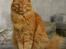 Norsk Skovkat Garfield - 8) En sen aften i Juni 2010.. | © MichelleGreveNielsen 2010 - Intet må kopieres uden min tilladelse! | 