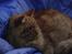 Norsk Skovkat Garfield - 9) Hygger med drengene på deres soveposer :D | © MichelleGreveNielsen 2010 - Intet må kopieres uden min tilladelse! | 