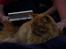 Norsk Skovkat Garfield - 10) Hygge! | © MichelleGreveNielsen 2010 - Intet må kopieres uden min tilladelse! | 