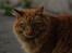 Norsk Skovkat Garfield - 11) ... | © MichelleGreveNielsen 2010 - Intet må kopieres uden min tilladelse! | 