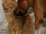 Norsk Skovkat Garfield - 13) Garfield bliver "overfaldet"(Slikket og nusset) af vores dræberhund. | © MichelleGreveNielsen 2010 - Intet må kopieres uden min tilladelse! | 