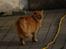 Norsk Skovkat Garfield - 14) | © MichelleGreveNielsen 2010 - Intet må kopieres uden min tilladelse! | 