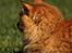 Norsk Skovkat Garfield - 15).. | © MichelleGreveNielsen 2010 - Intet må kopieres uden min tilladelse! | 