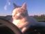 Maine Coon Dalsgaardens Simba