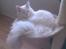Maine Coon Dalsgaardens Simba