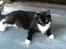 Maine Coon Phoebe